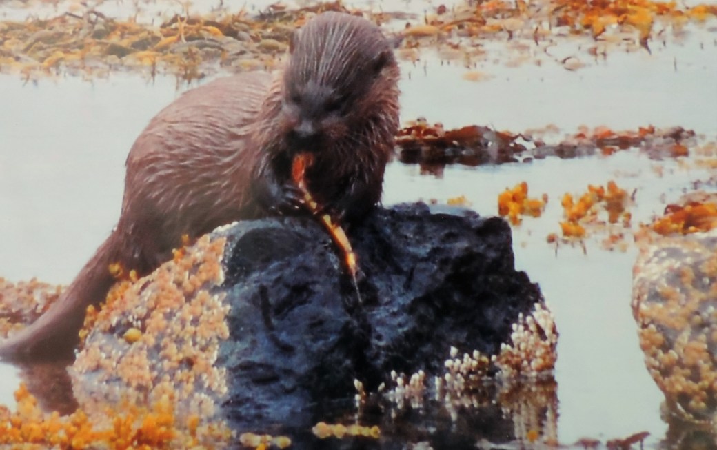 Mum's Otter